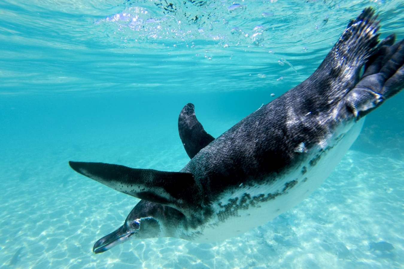 Ecuador and Galapagos with Kids 