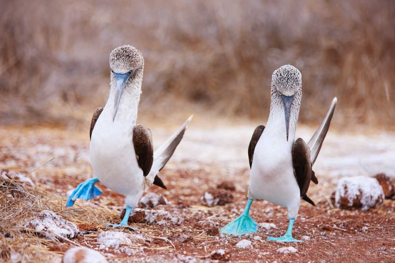 Epic Ecuador and Galapagos 