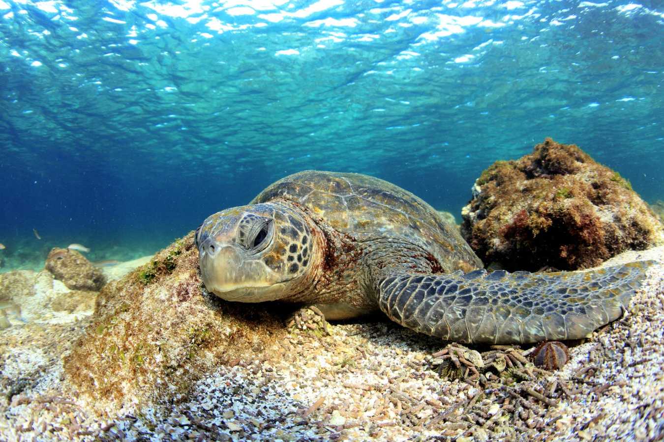Sea turtle - Natural Wonders of Ecuador 