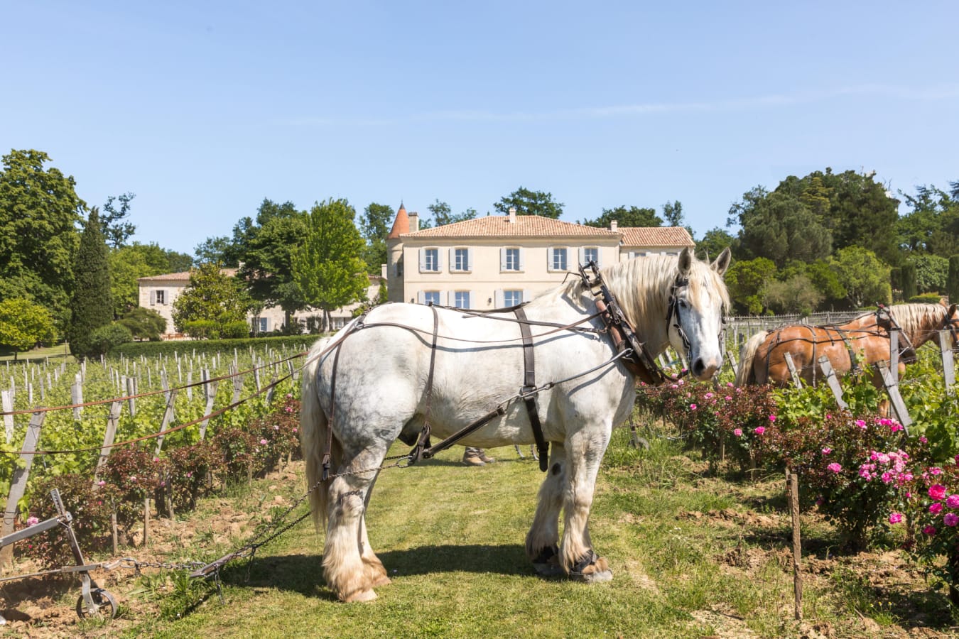 Horses 