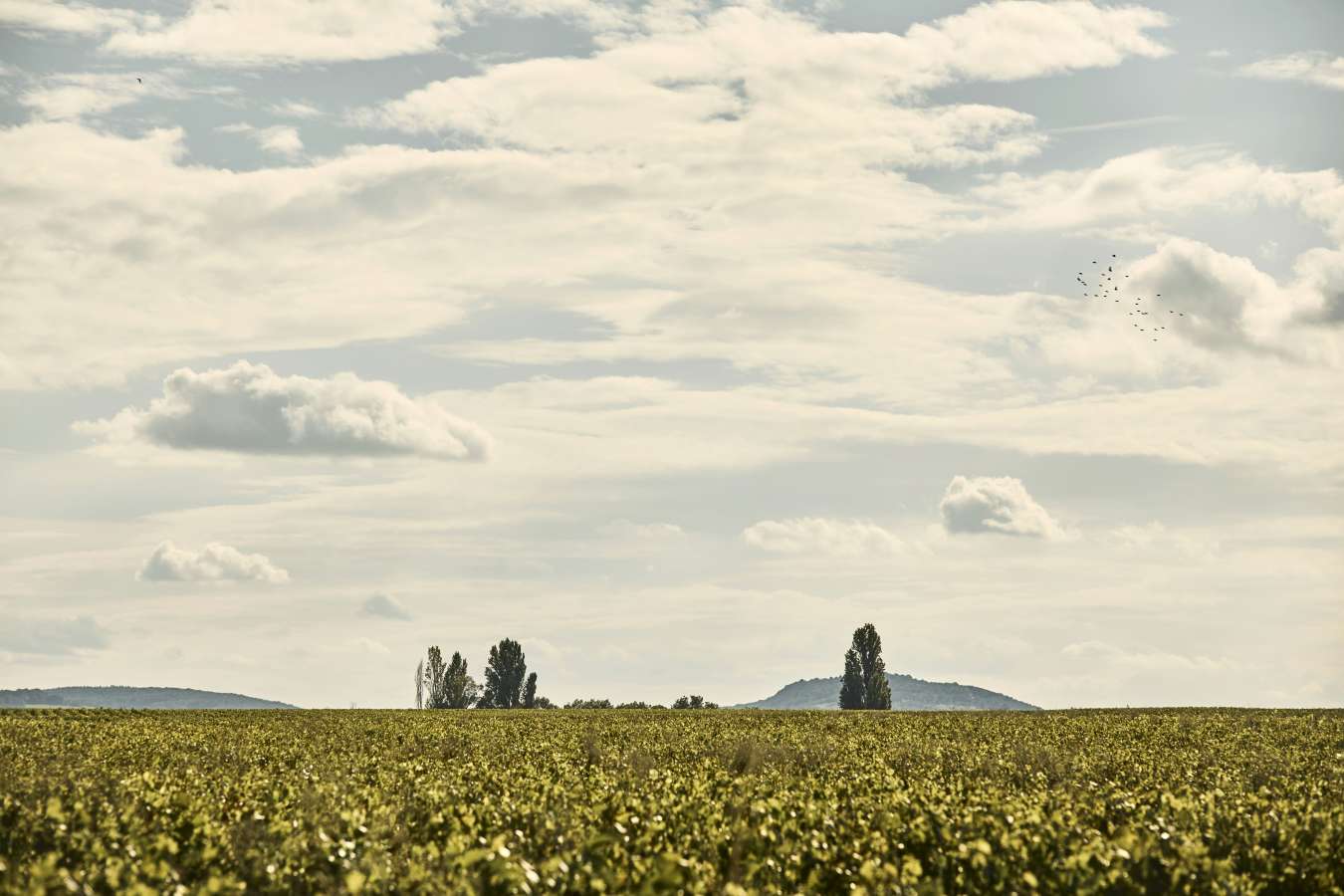 COMO Le Montrachet - 120