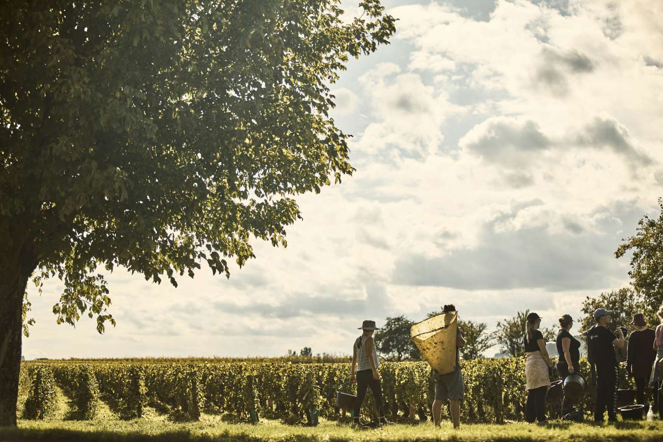 COMO Le Montrachet - 123