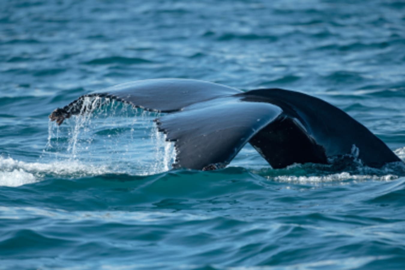 Whale Watching 