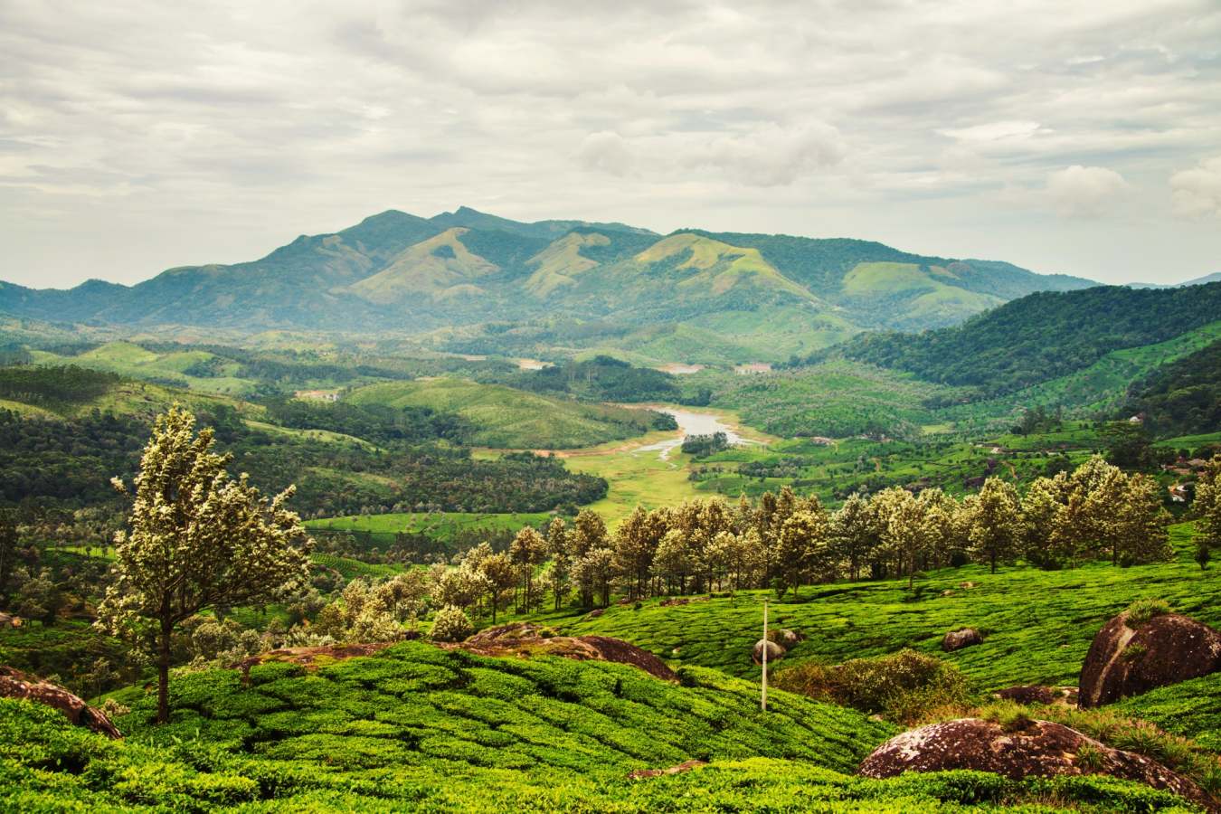 Munnar - Treasures of Cochin & Tamil Nadu