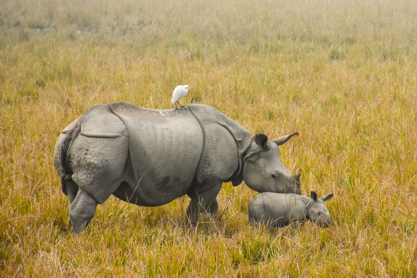 Rhino  