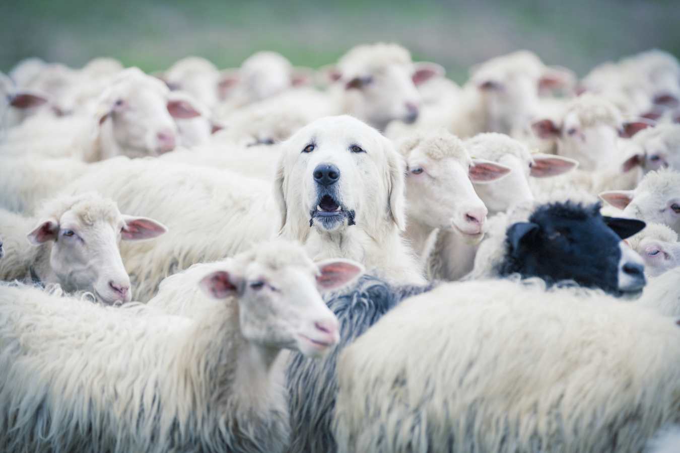Sheepdog 