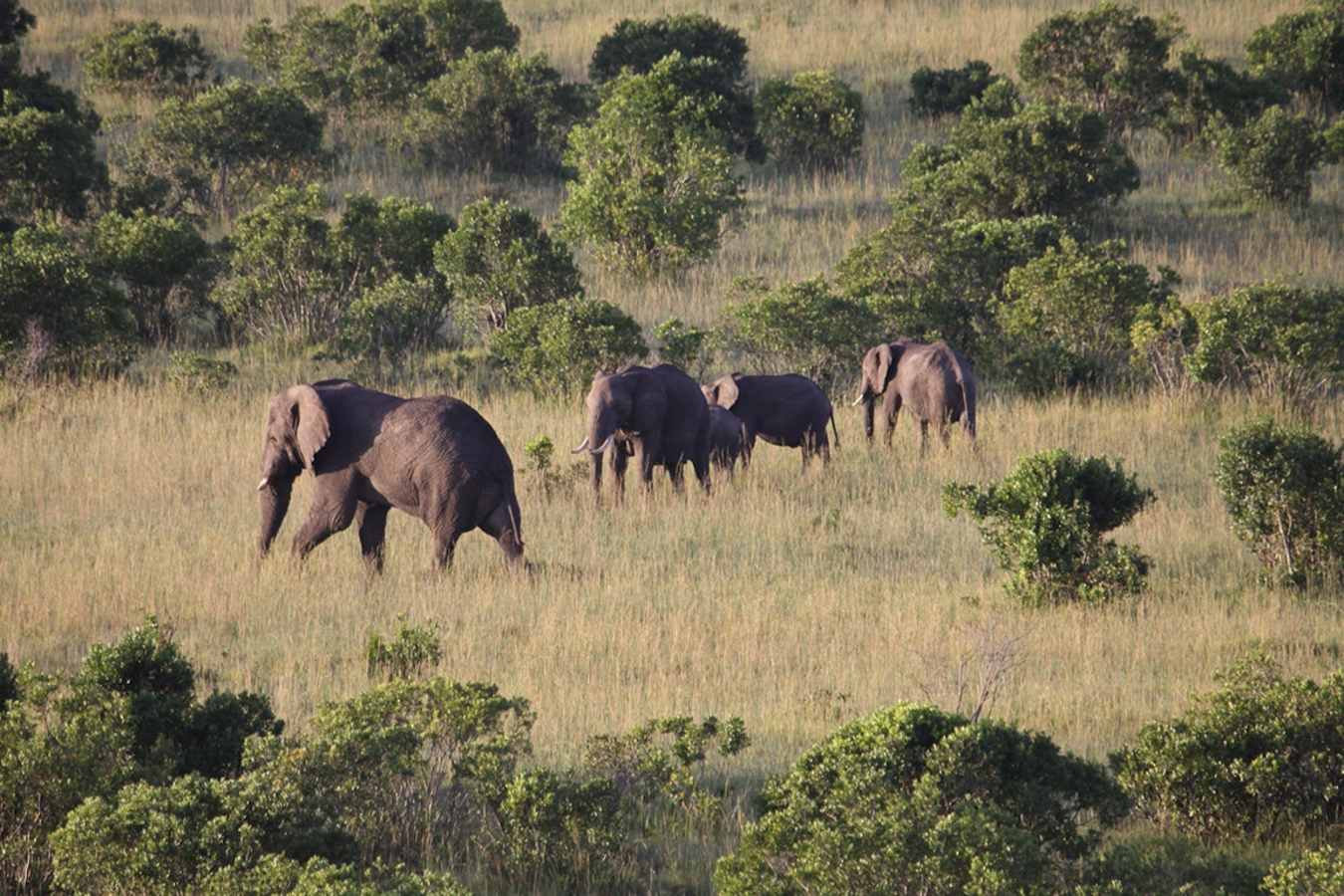 Mara Plains- 11