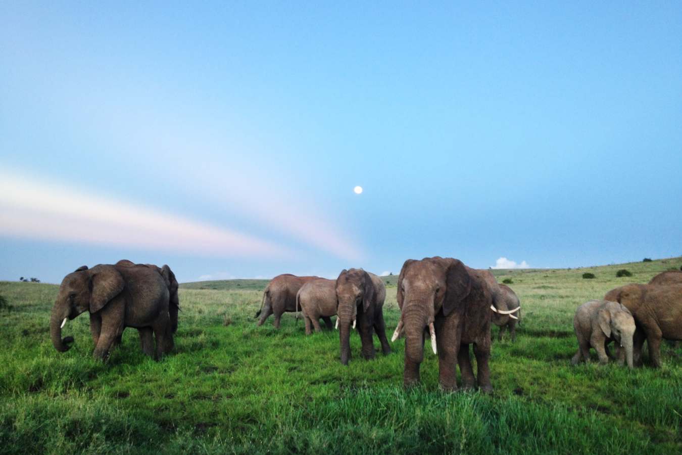 Elephant
