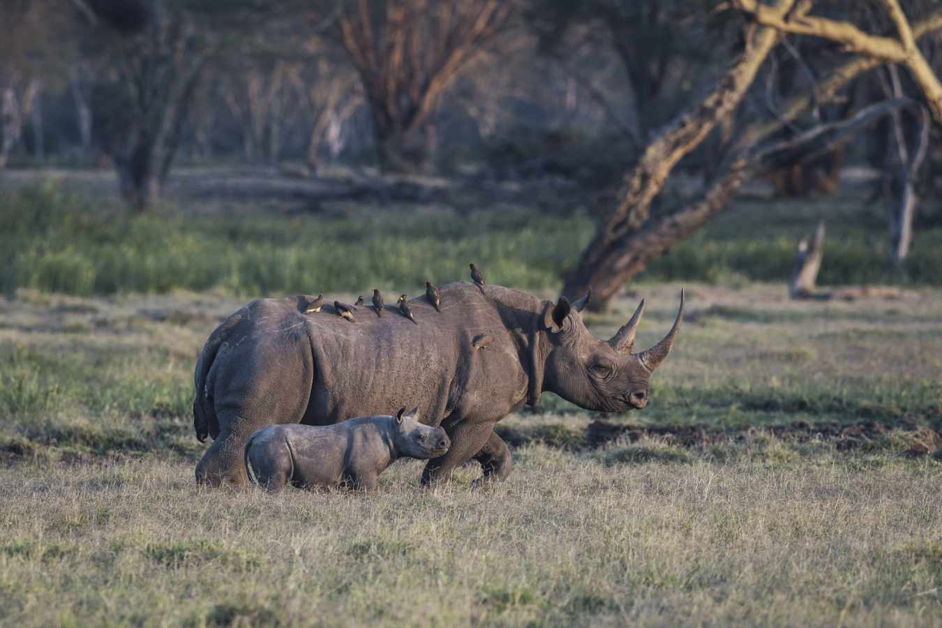 Lewa House- 44