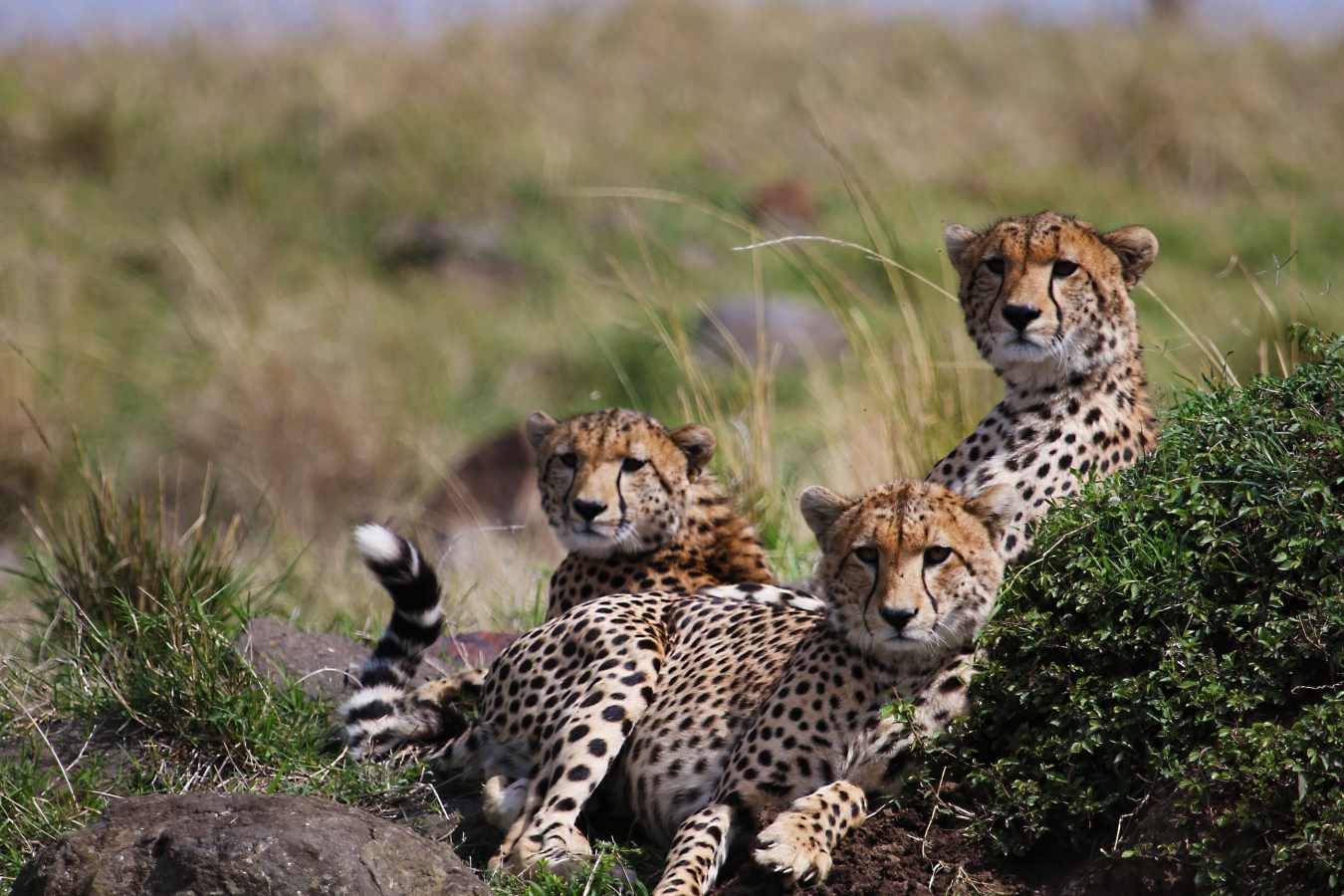 Offbeat Mara Camp- 16