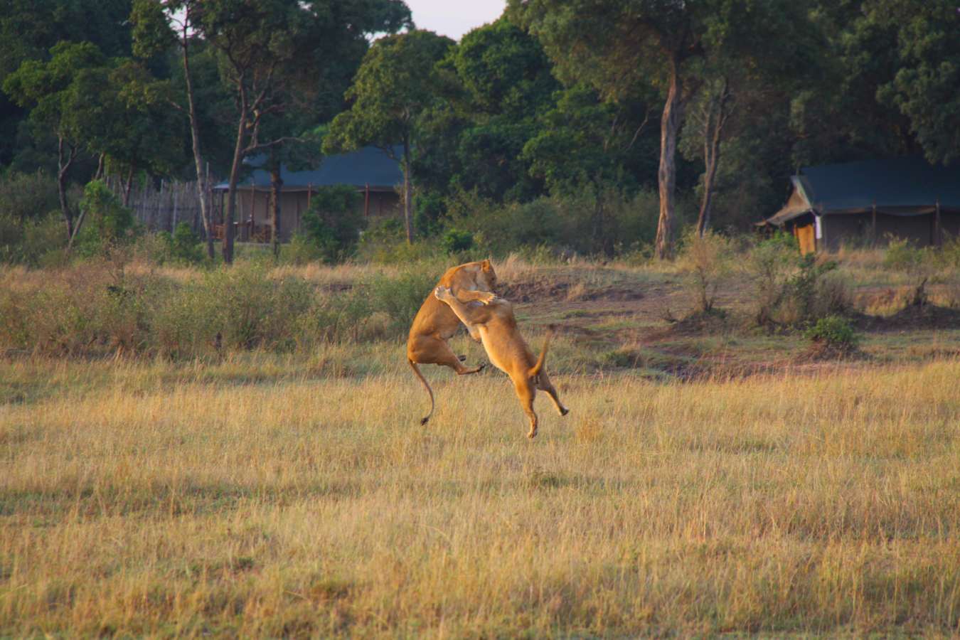 Offbeat Mara Camp- 24