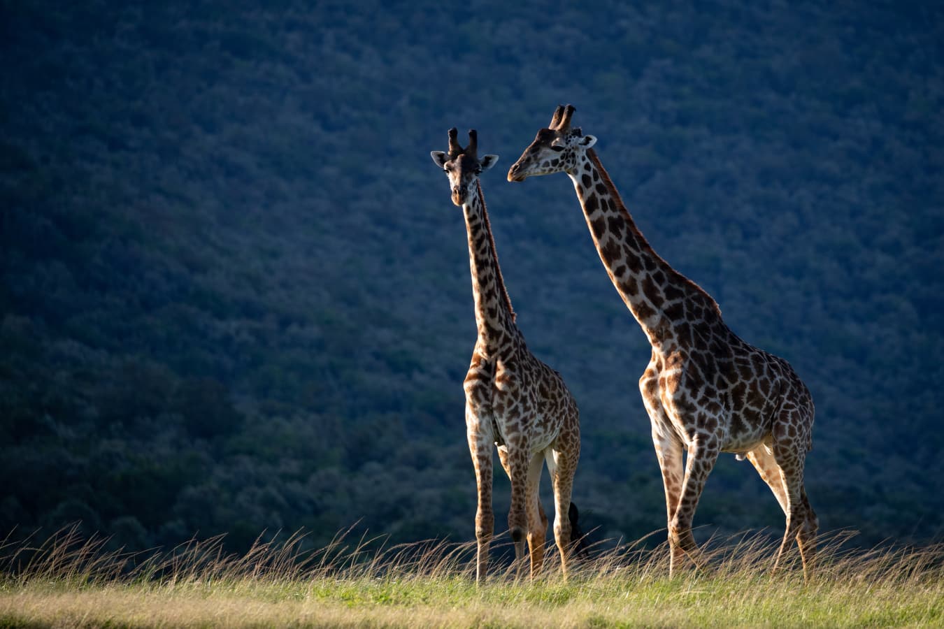 Saruni Mara- 18