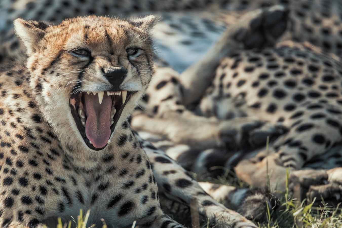 Cheetah in the Mara 