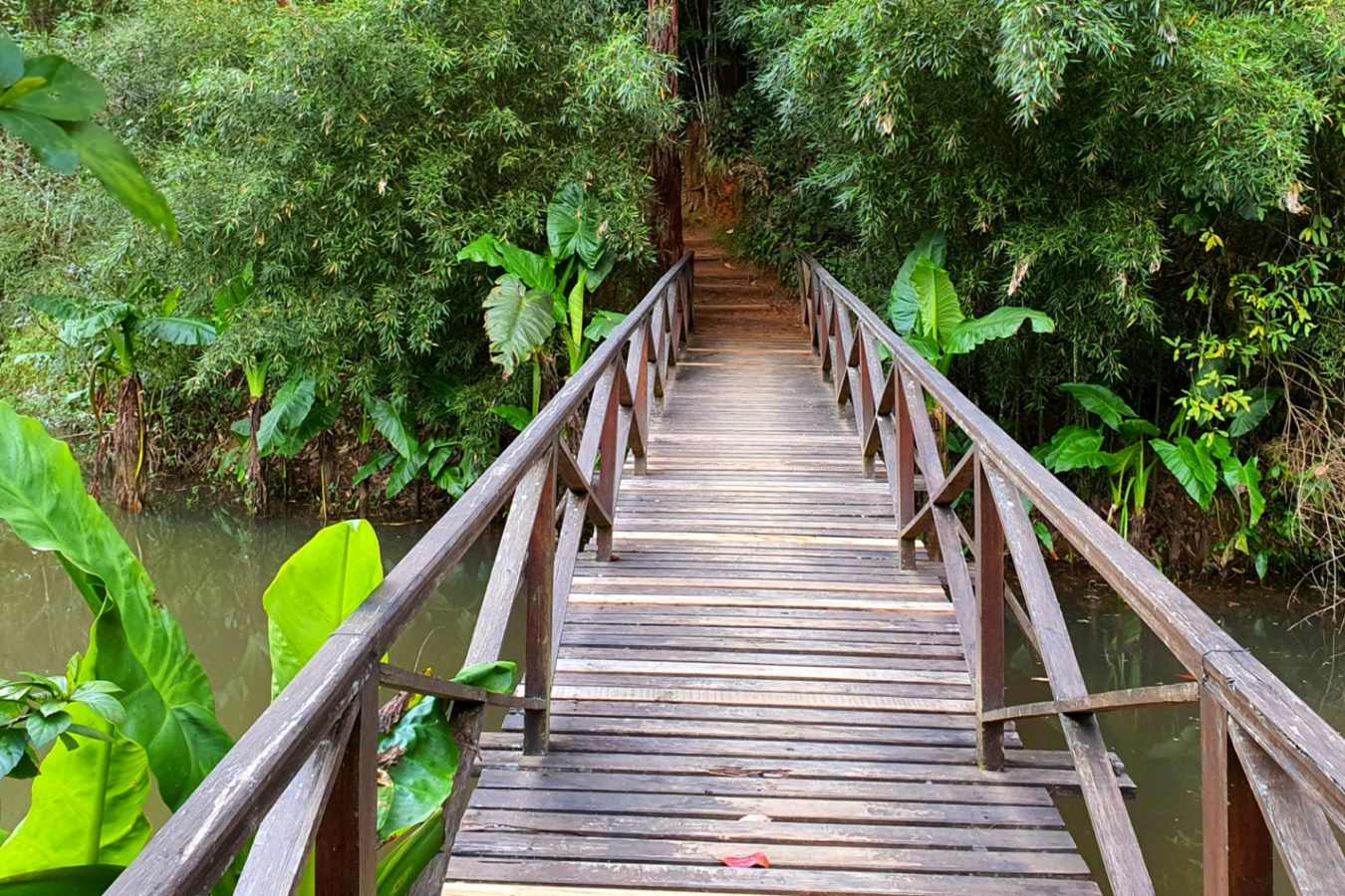 Vakona Forest Lodge- 10