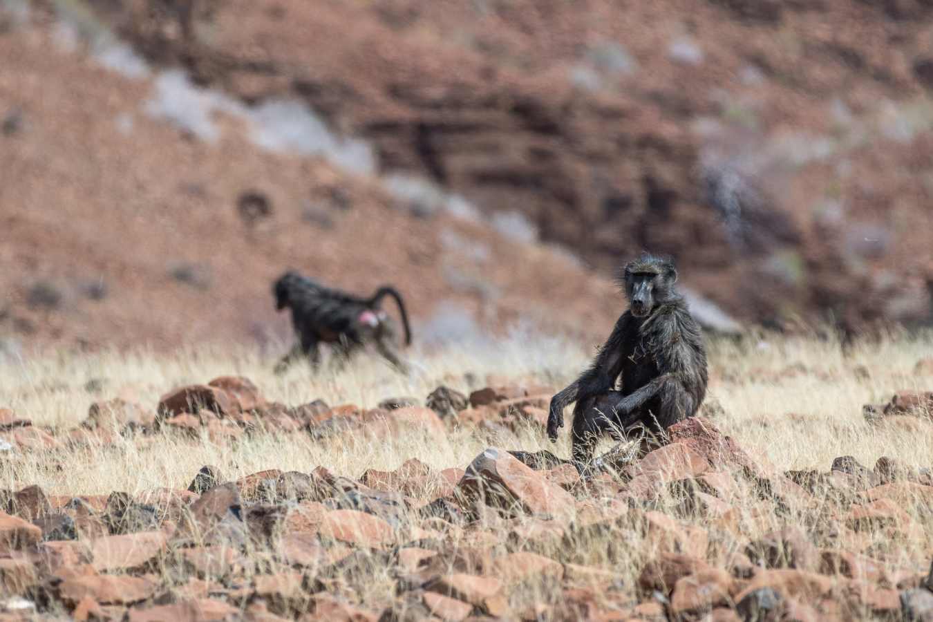 Baboon 