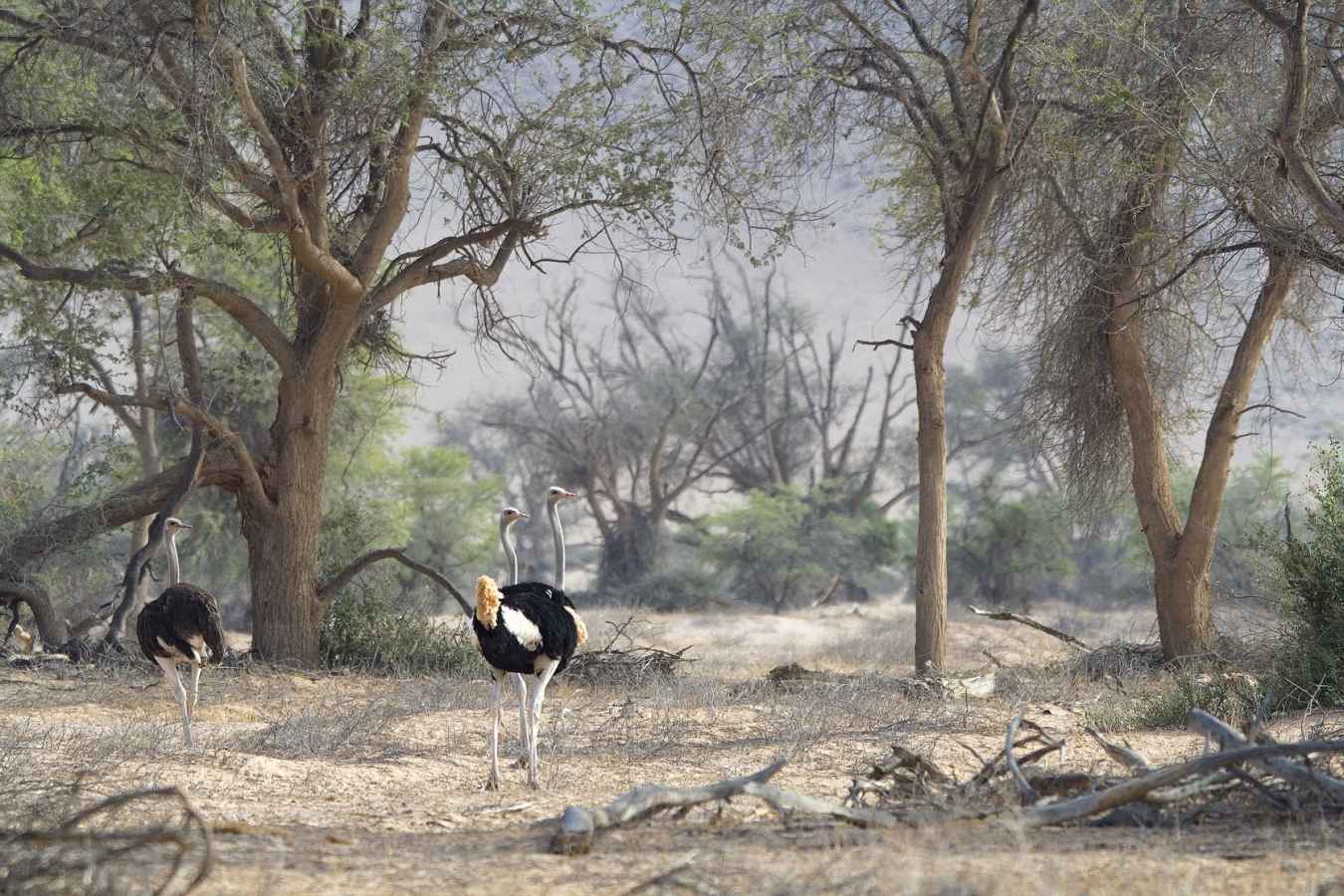 Ostrich 