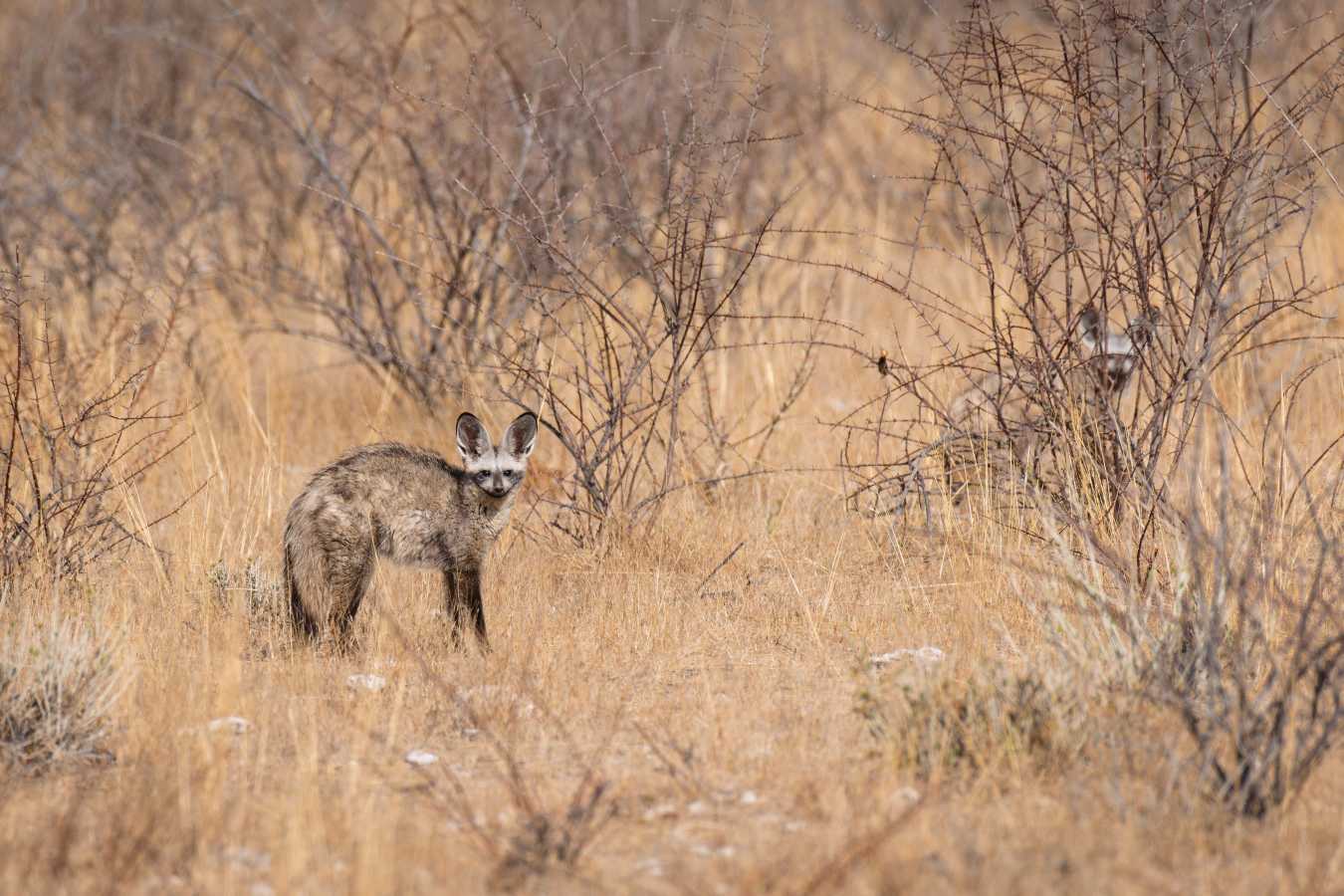Etosha Mountain Lodge- 5