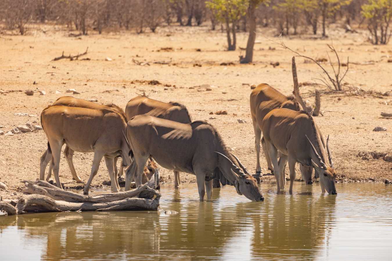 Etosha Mountain Lodge- 15