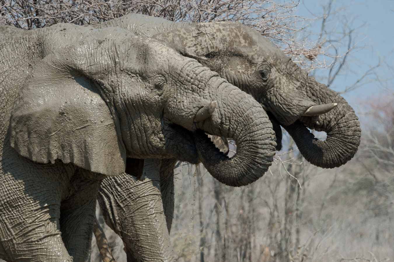 Etosha Mountain Lodge- 17