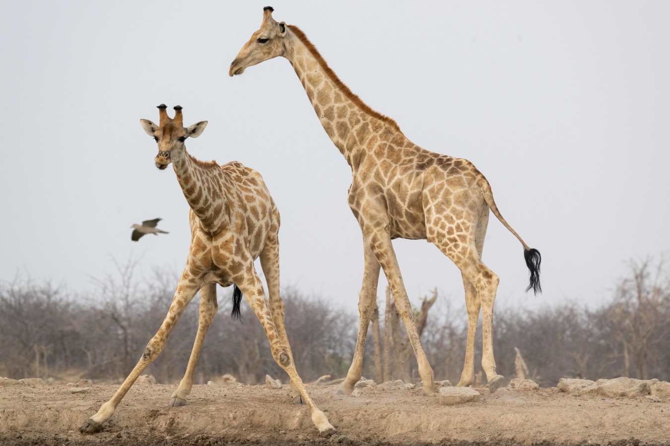 Etosha Mountain Lodge- 24
