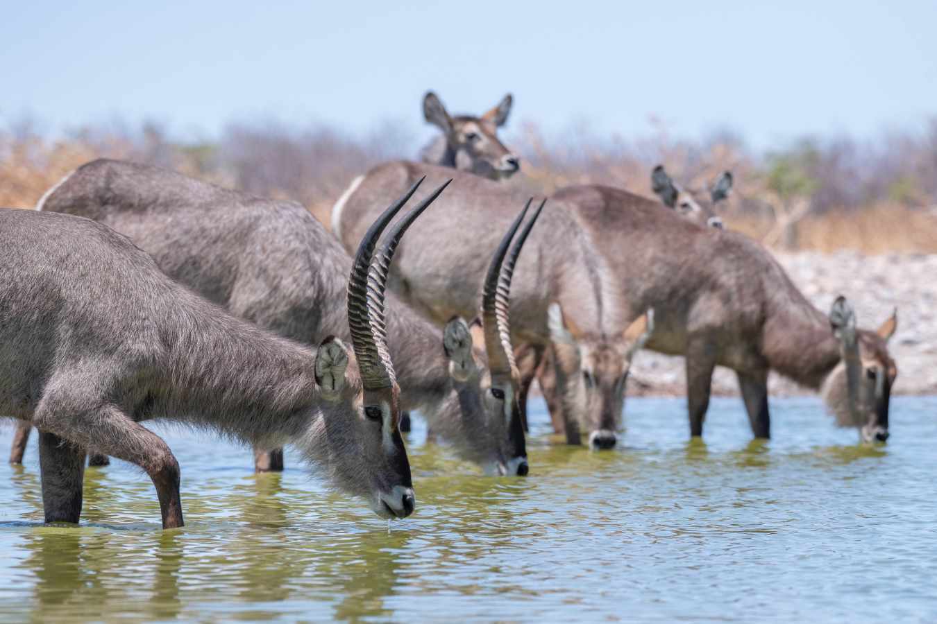 Etosha Mountain Lodge- 35
