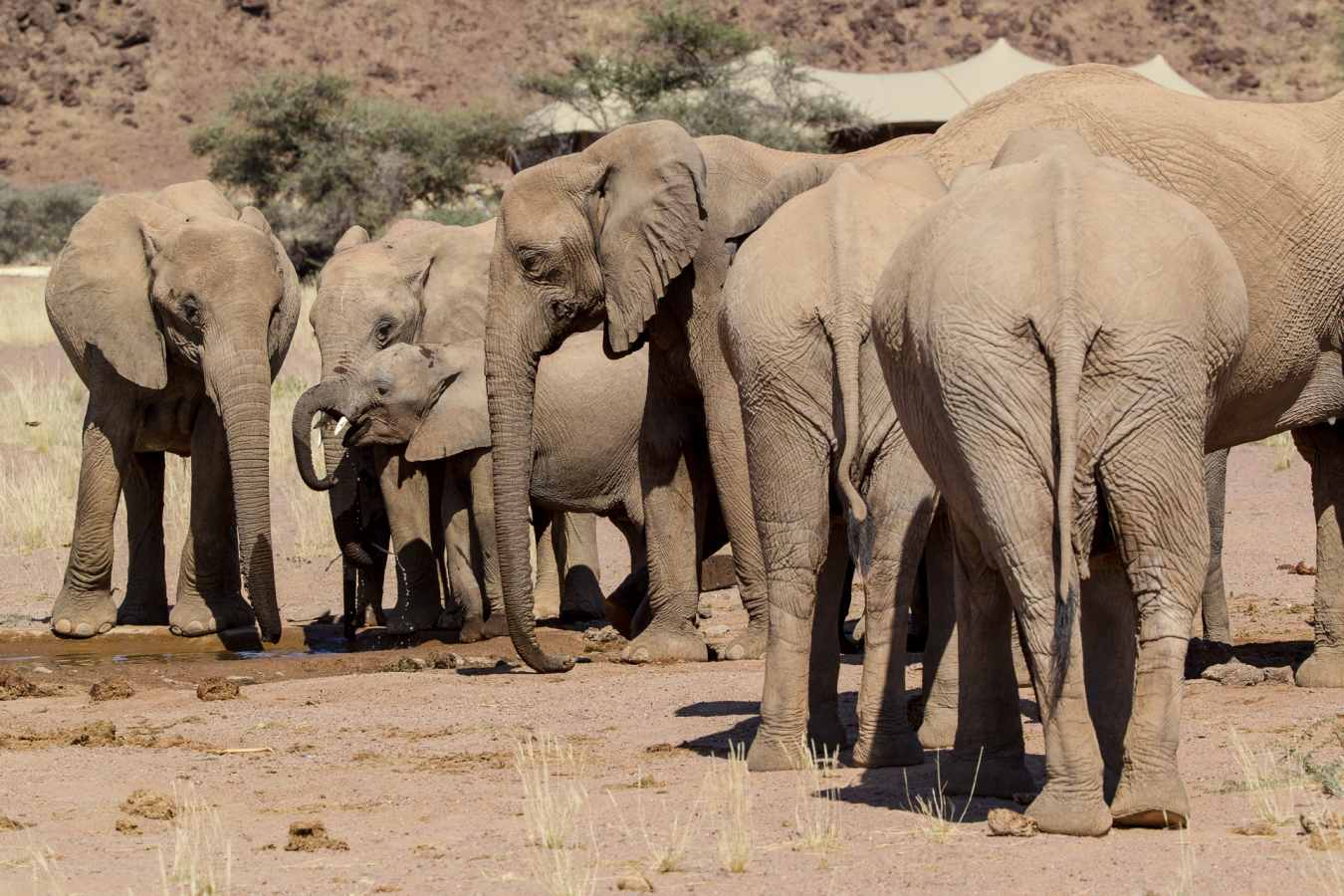 Desert-adapted elephant 
