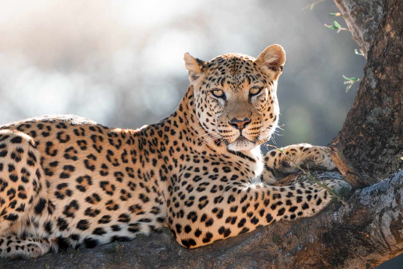 Okonjima Luxury Bush Camp- 16