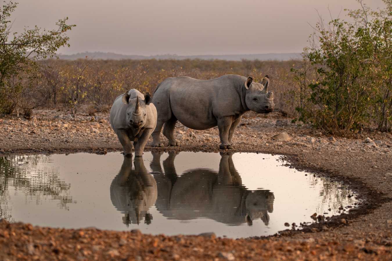 Ongava Lodge- 64