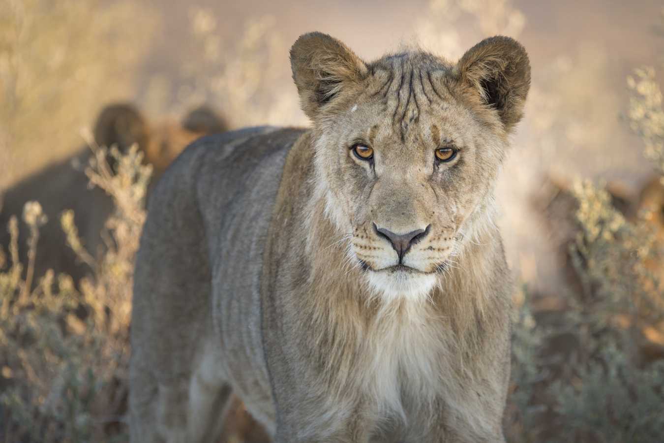 Ongava Lodge- 56