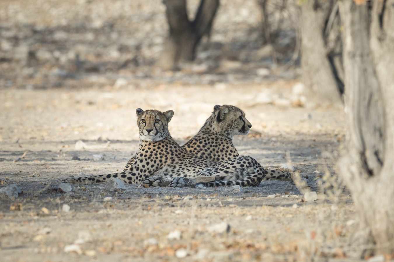Ongava Lodge- 57