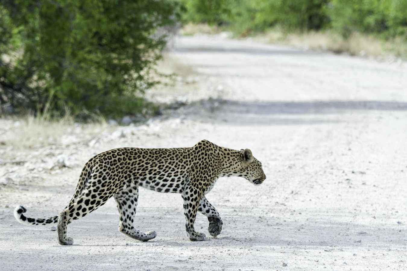 Onguma Tented Camp- 24