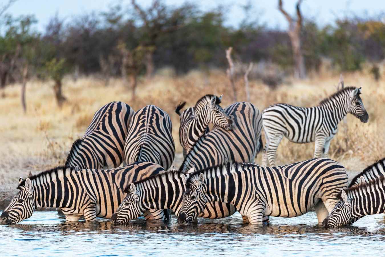 Safarihoek Lodge- 39