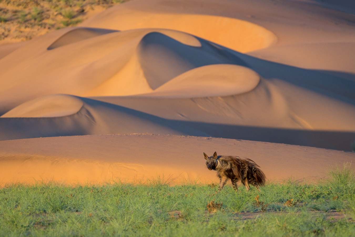 Aardwolf - 
