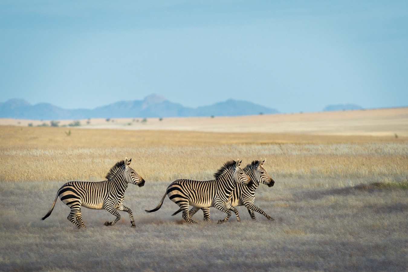Zebra - 