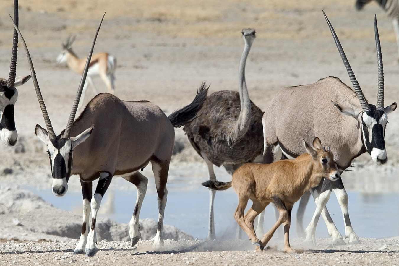 Game near Ongava 