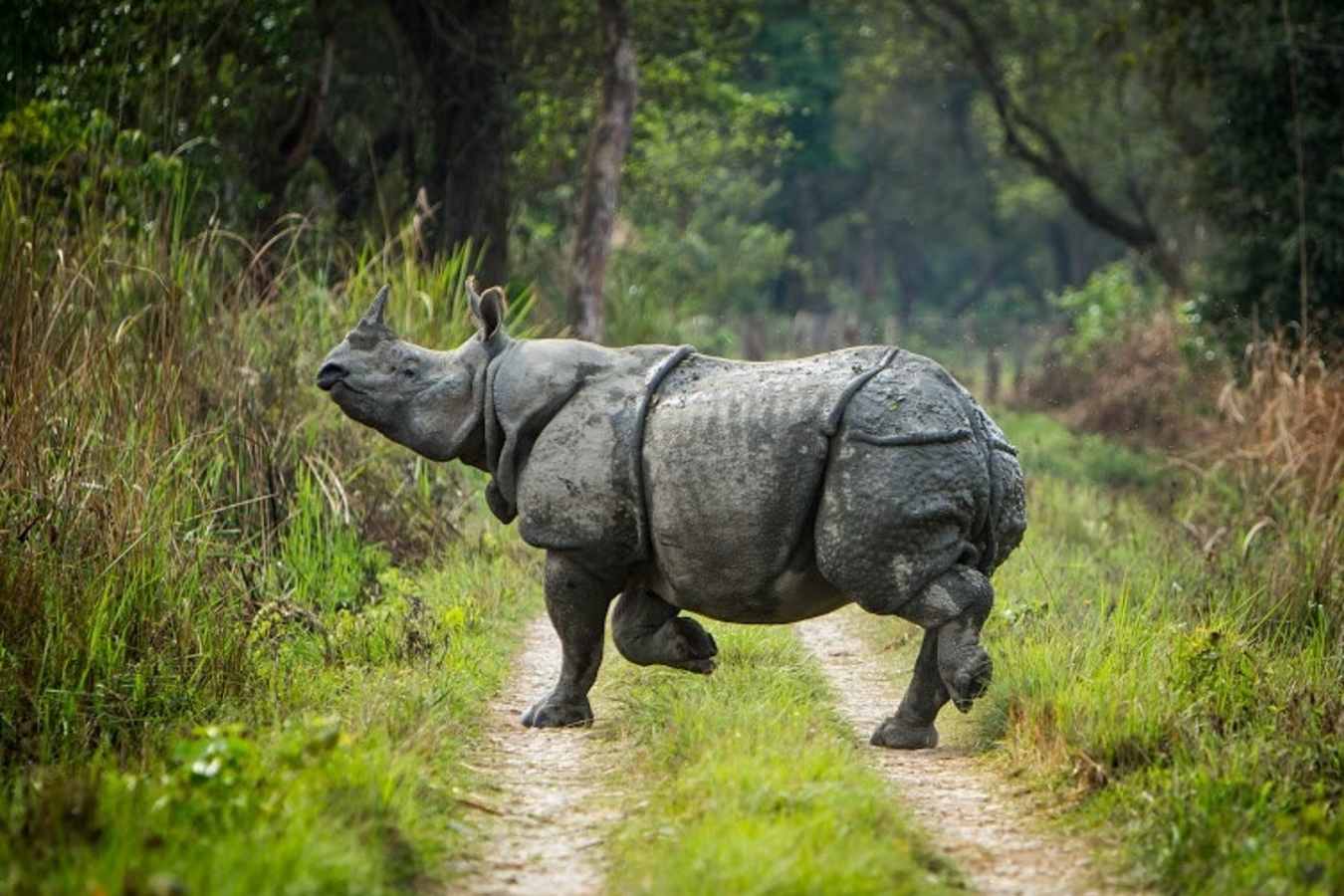 Meghauli Serai, Taj Safaris- 18