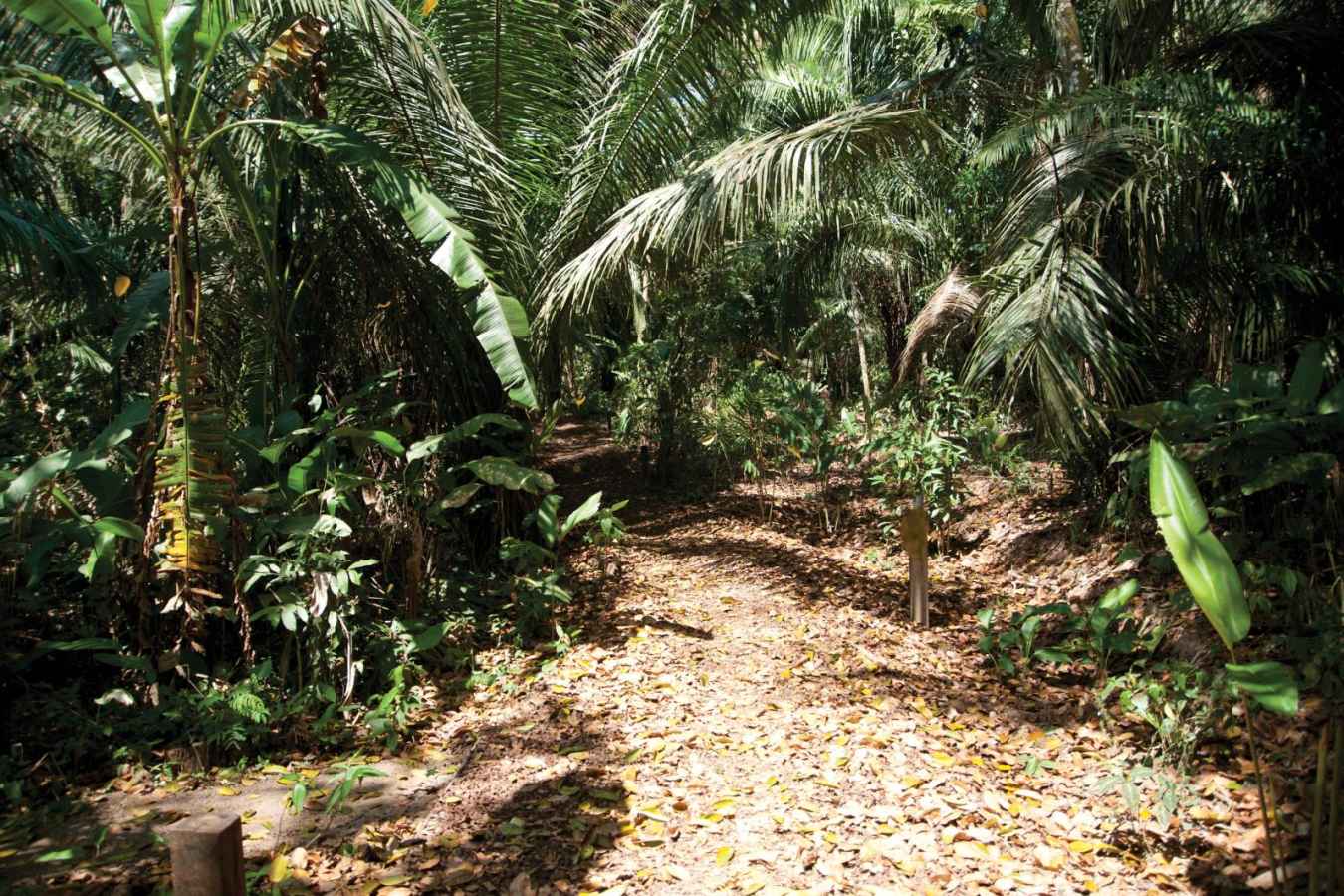Jungle trails  - Hacienda Concepción 