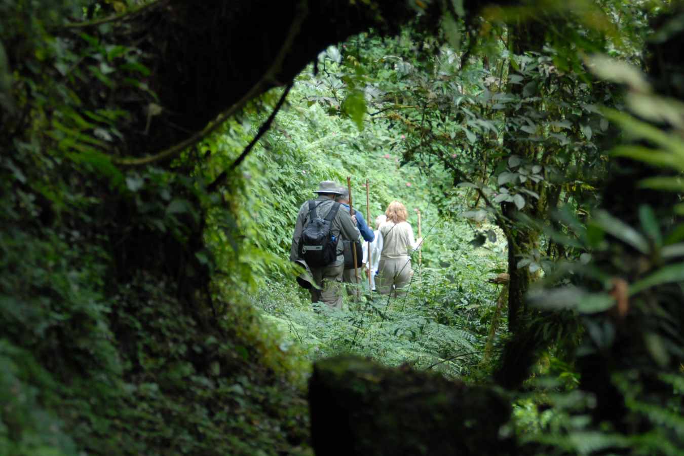 Gorilla Trekking