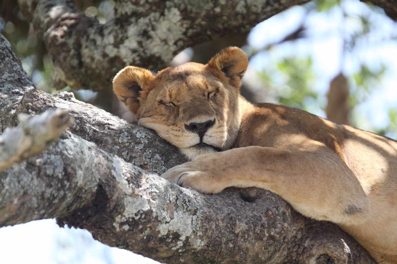 Serengeti - Rwanda and Tanzania in Ultimate Luxury
