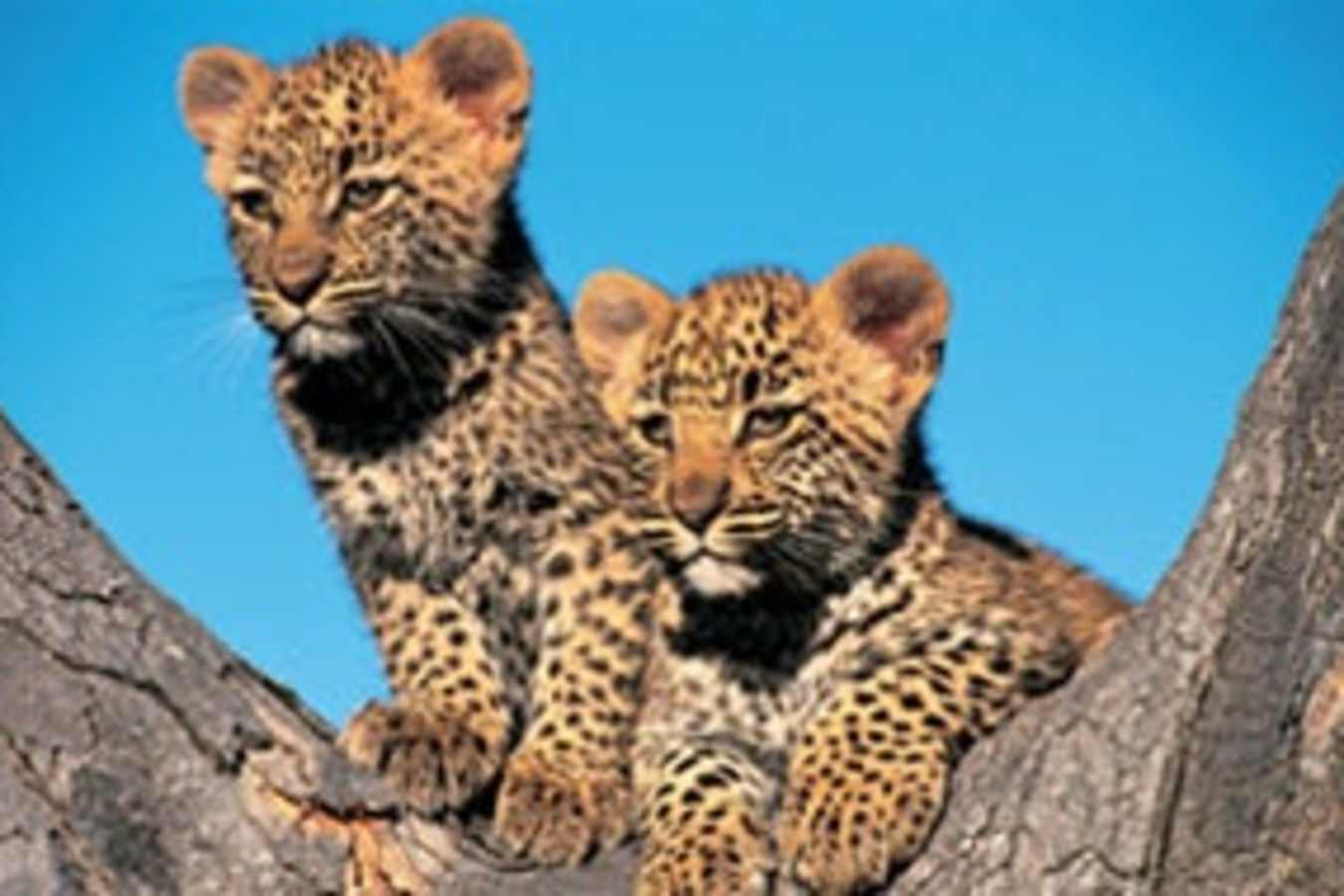Londolozi Private Game Reserve- 24