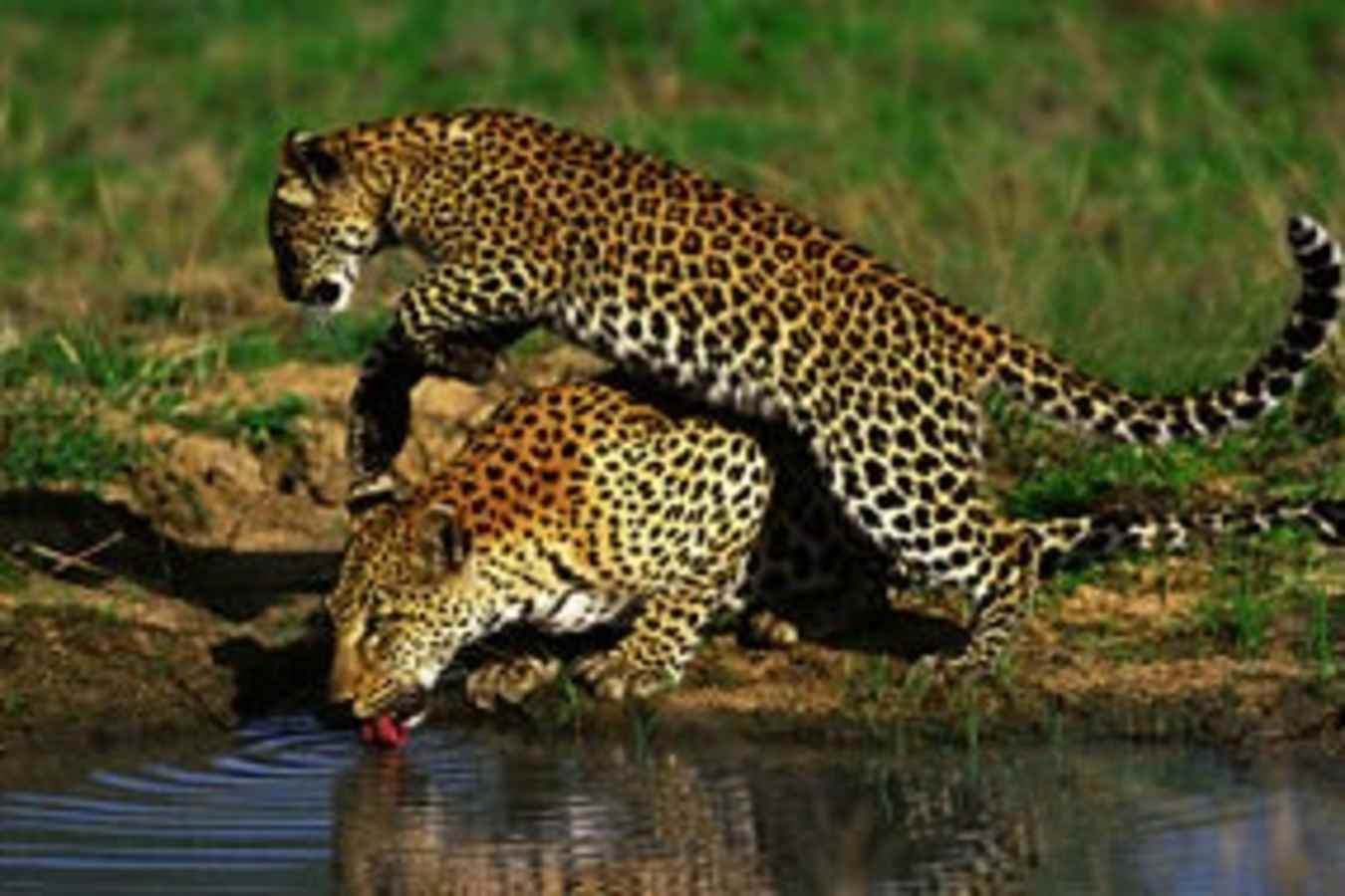 Londolozi Private Game Reserve- 31
