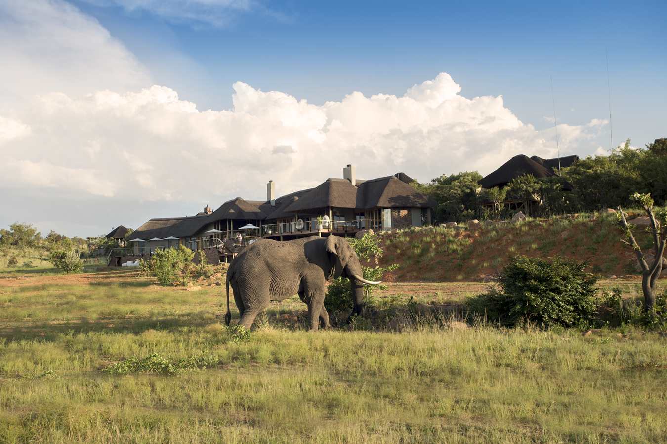 Lodge wildlife - Mhondoro Game Lodge