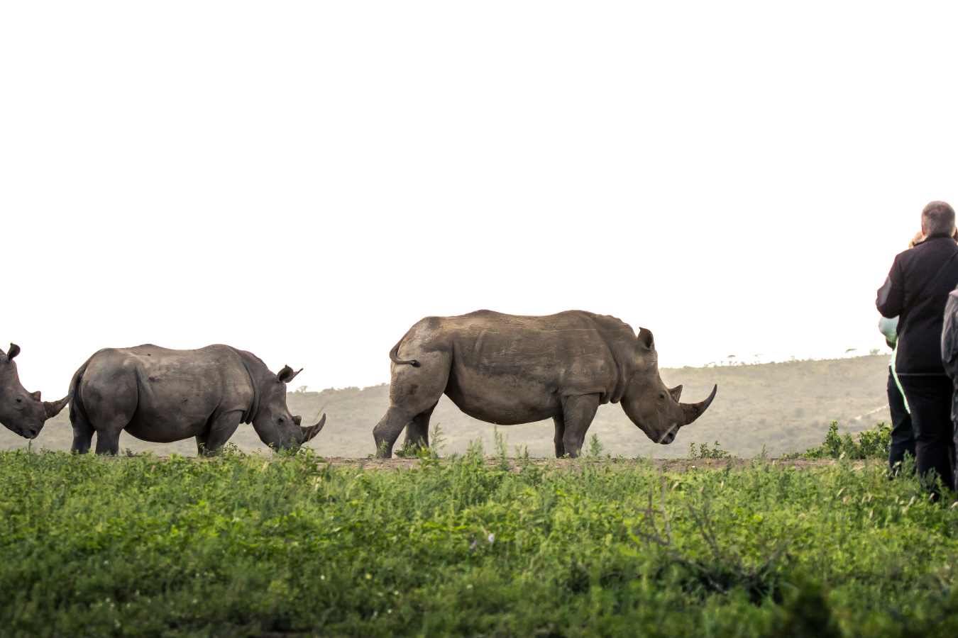 Rhino Ridge Safari Lodge- 7