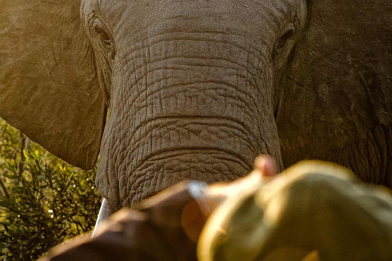 Saseka Tented Camp- 45