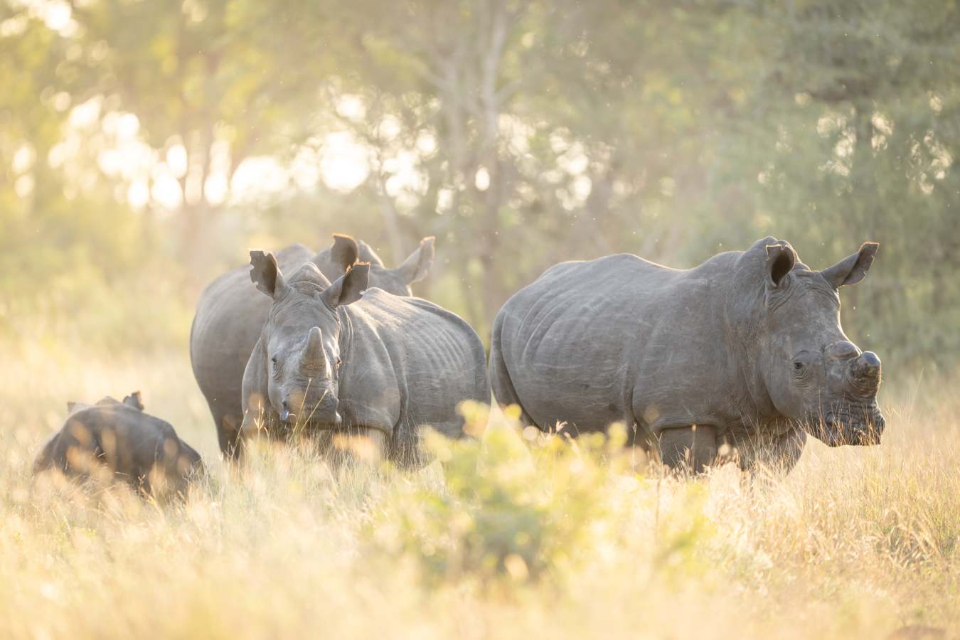 Singita Ebony Lodge- 42