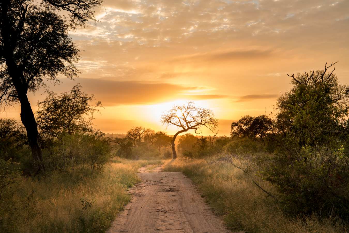 Singita Ebony Lodge- 13
