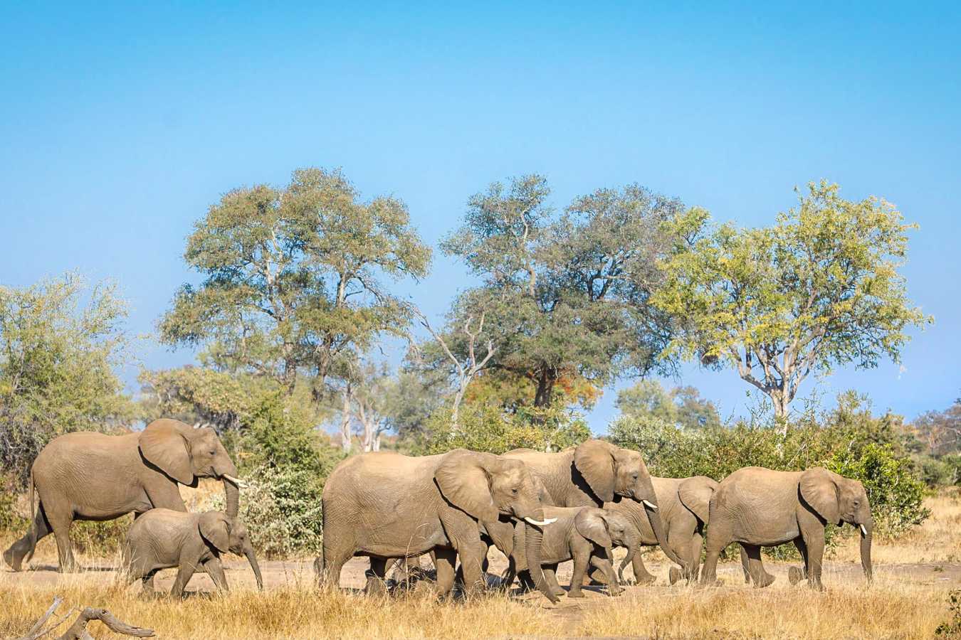 Tanda Tula Safari Camp- 50