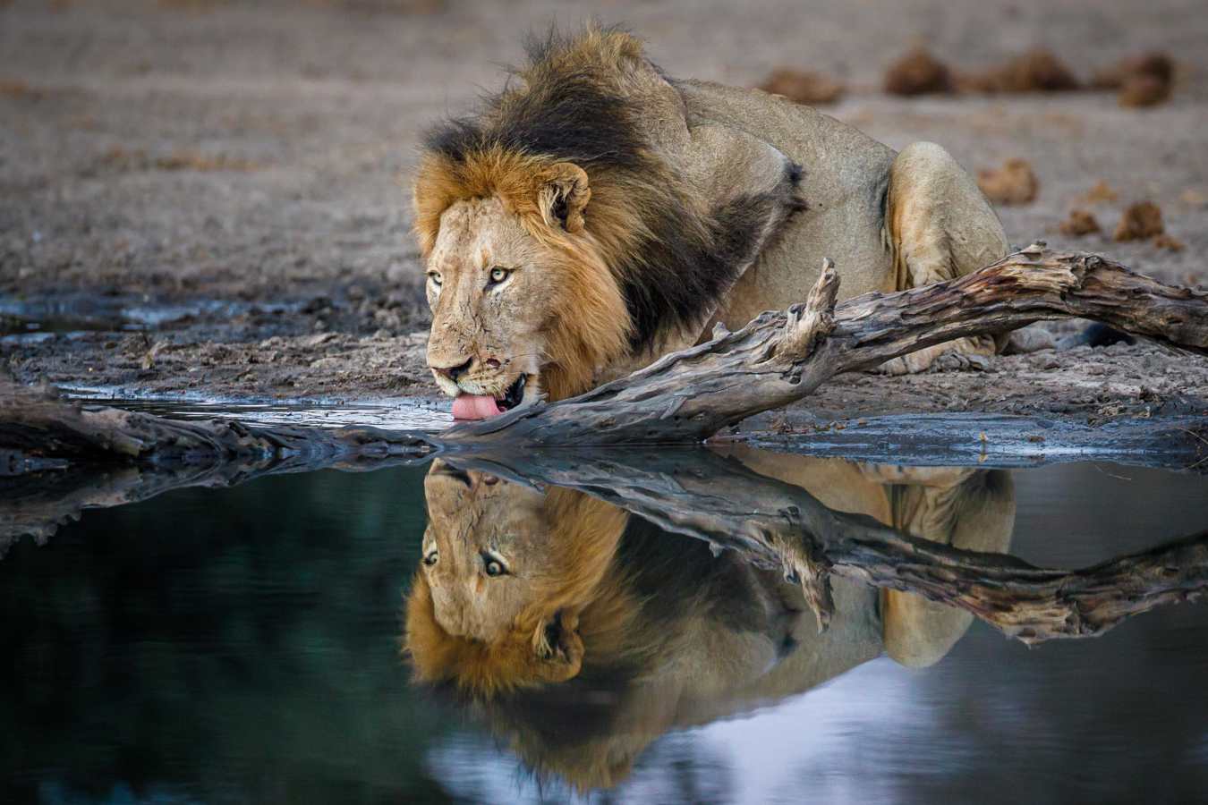 Tanda Tula Safari Camp- 54