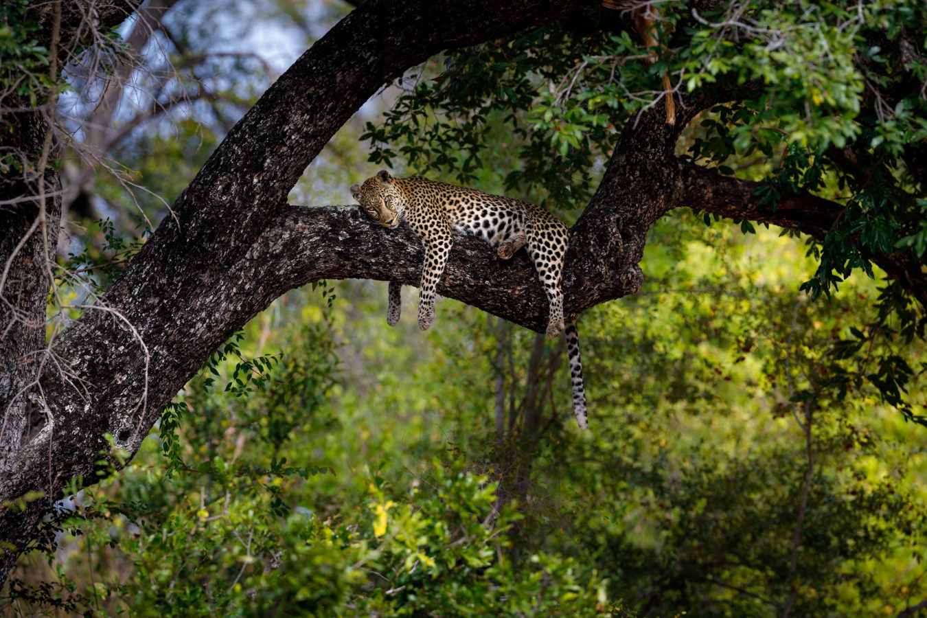 Tanda Tula Safari Camp- 52