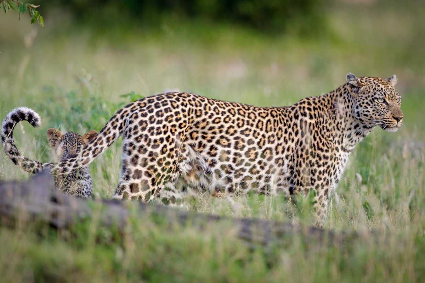 Tanda Tula Safari Camp- 55